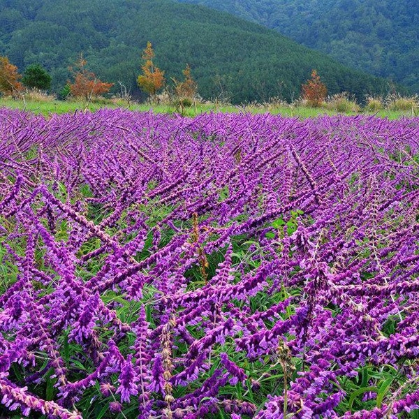 鼠尾草花海