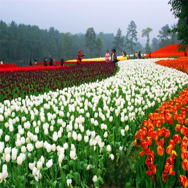 郁金香花海