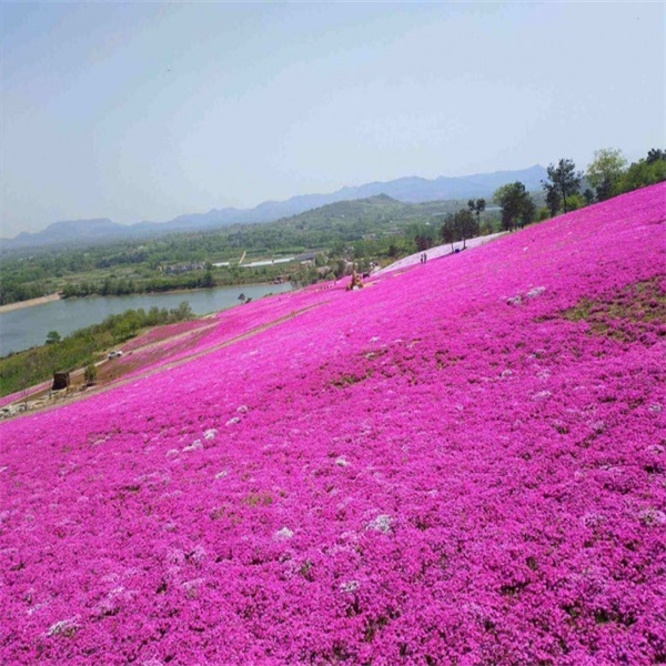 芝櫻花海